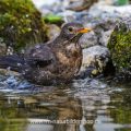 Amsel (Turdus merula) Weibchen