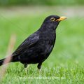 Amsel (Turdus merula) Männchen