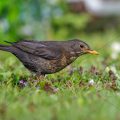 Amsel (Turdus merula) Weibchen