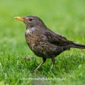 Amsel (Turdus merula) Weibchen