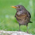 Amsel (Turdus merula) Weibchen