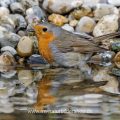 Rotkehlchen (Erithacus rubecula)