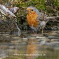 Rotkehlchen (Erithacus rubecula)
