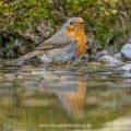 Rotkehlchen (Erithacus rubecula)