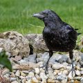Rabenkrähe (Corvus corone)