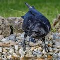 Rabenkrähe (Corvus corone)