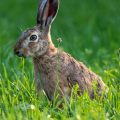 Feldhase (Lepus europaeus)