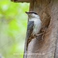 Nordischer Kleiber (Sitta europaea europaea)