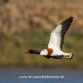 Brandgans (Tadorna tadorna)