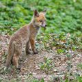Rotfuchs (Vulpes vulpes) Junger am Bau