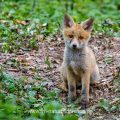 Rotfuchs (Vulpes vulpes) Junger am Bau