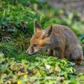 Rotfuchs (Vulpes vulpes) Junger am Bau