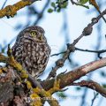Steinkauz (Athene noctua)