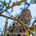 Steinkauz (Athene noctua)
