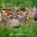Rotfüchse (Vulpes vulpes), Spielende Jungfüchse