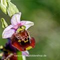 Hummelragwurz (Ophrys holoserica) - Stack aus 21 Bildern
