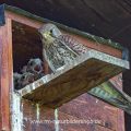 Turmfalke (Falco tinnunculus) Weibchen am Nistkasten