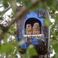 Turmfalke (Falco tinnunculus) Jungvögel in Nistkasten aus Kunststoff