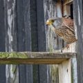 Turmfalke (Falco tinnunculus) Männchen in einem Einflugloch