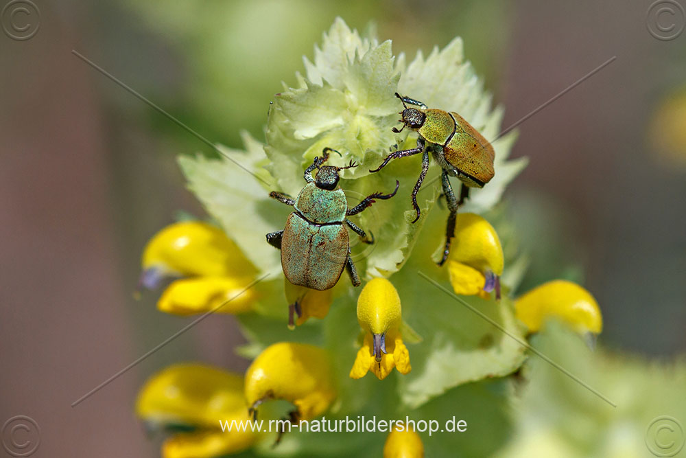 GoldstaubLaubkäfer (Hoplia argentea) Naturfotografie Rolf Müller