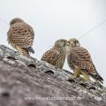 Turmfalke (Falco tinnunculus) flügge Jungvögel