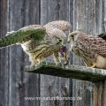 Turmfalke (Falco tinnunculus) flügge Jungvögel mit Beute