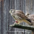 Turmfalke (Falco tinnunculus) flügge Jungvögel mit Beute