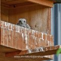 Turmfalke (Falco tinnunculus) Jungvogel in Nistkasten