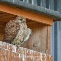 Turmfalke (Falco tinnunculus) Weibchen am Nistkasten