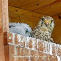 Turmfalke (Falco tinnunculus) Weibchen in Nistkasten