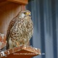 Turmfalke (Falco tinnunculus) Weibchen am Nistkasten