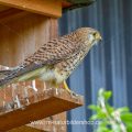 Turmfalke (Falco tinnunculus) Weibchen am Nistkasten