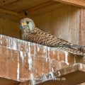 Turmfalke (Falco tinnunculus) Weibchen in Nistkasten