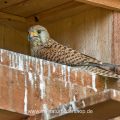 Turmfalke (Falco tinnunculus) Weibchen in Nistkasten