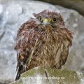 Turmfalke (Falco tinnunculus) flügger Jungvogel