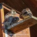 Turmfalke (Falco tinnunculus) Jungvögel an Nistkasten