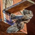 Turmfalke (Falco tinnunculus) Jungvogel stürzt ab