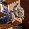 Turmfalke (Falco tinnunculus) Jungvogel stürzt ab
