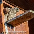 Turmfalke (Falco tinnunculus) Jungvögel an Nistkasten