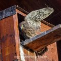 Turmfalke (Falco tinnunculus) Jungvogel an Nistkasten