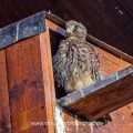 Turmfalke (Falco tinnunculus) Jungvogel an Nistkasten