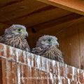 Turmfalke (Falco tinnunculus) Jungvögel schauen aus Nistkasten