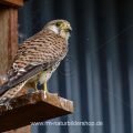 Turmfalke (Falco tinnunculus) Weibchen am Nistkasten