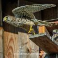 Turmfalke (Falco tinnunculus) Weibchen am Nistkasten