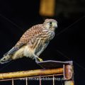 Turmfalke (Falco tinnunculus) Jungvogel nach dem Ausfliegen