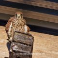 Turmfalke (Falco tinnunculus) Jungvogel nach dem Ausfliegen