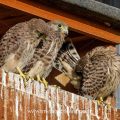 Turmfalke (Falco tinnunculus) Jungvögel schauen aus Nistkasten