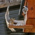 Turmfalke (Falco tinnunculus) Weibchen fliegt Nistkasten an