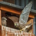 Turmfalke (Falco tinnunculus) Jungvogel übt die Schwingen