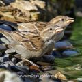 Haussperling (Passer domesticus) Jungvogel